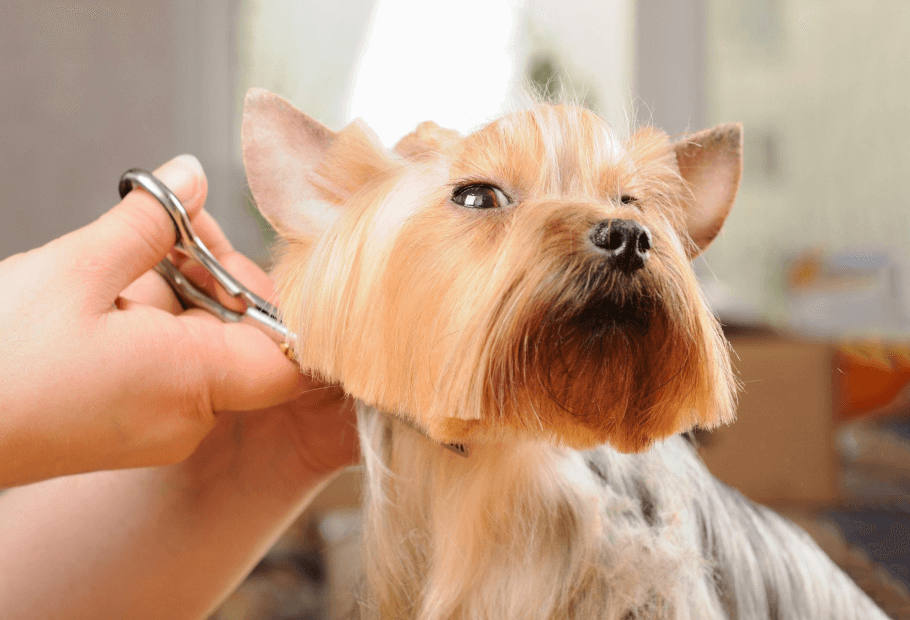 Pet grooming services near hot sale me